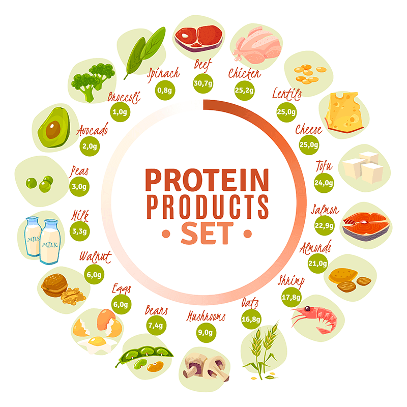 What is protein? Which foods are high in proteins?